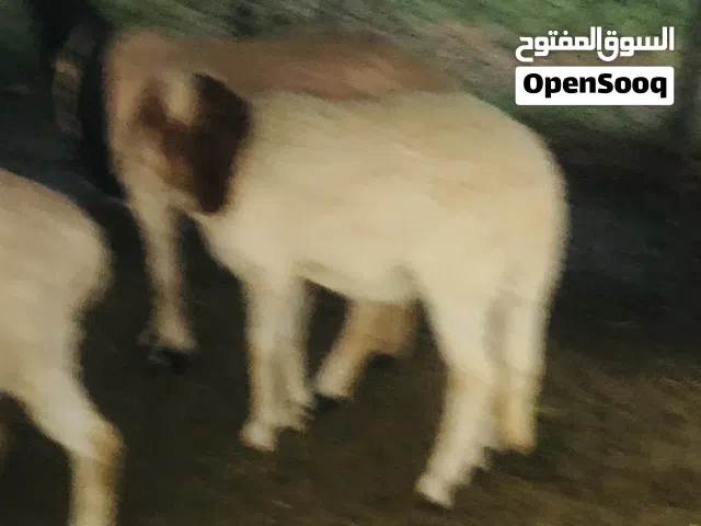 فطيمة جنسها تومي الله يبارك