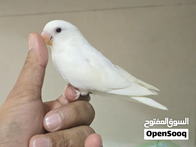 روز البينو وبالد بلو