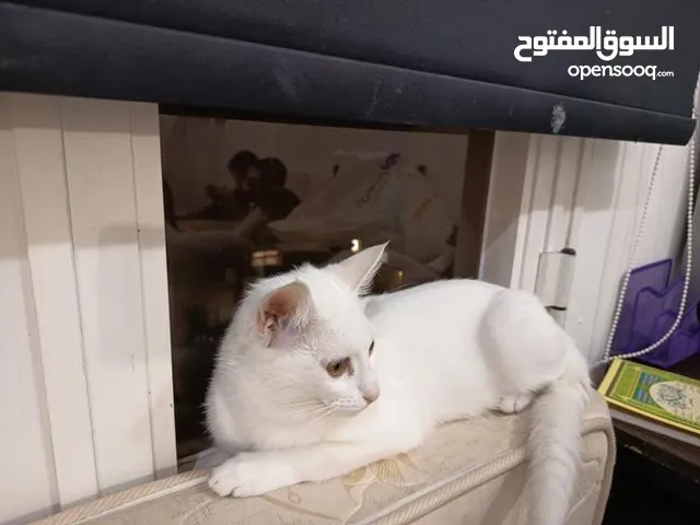 قطه انثي للتبني