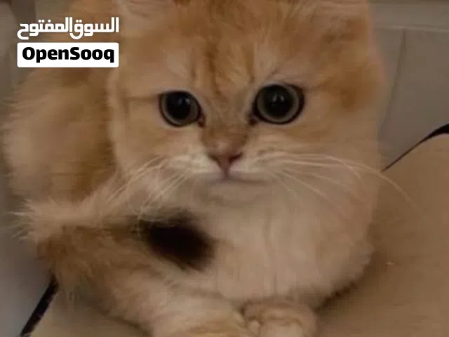 لتبني برتش
