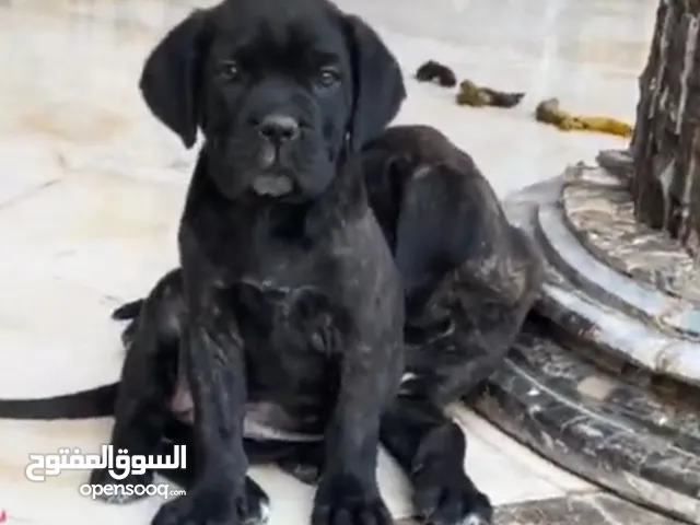 الماركه جراء كين. كورسو. شهرين مطعمين.حجم ضخم