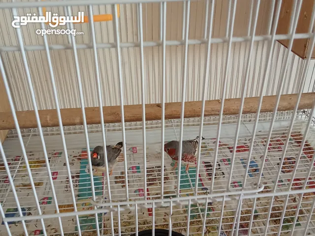 Bird cage for sale
