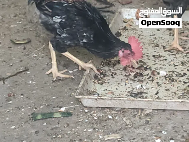 ديوجه كويتي عدد 2 كحلي وشمسي العمر 6 اشهر