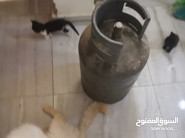 للبيع علبة غاز بطل غاز في داخلها غاز For sale, a gas cylinder containing gas.... Available price.