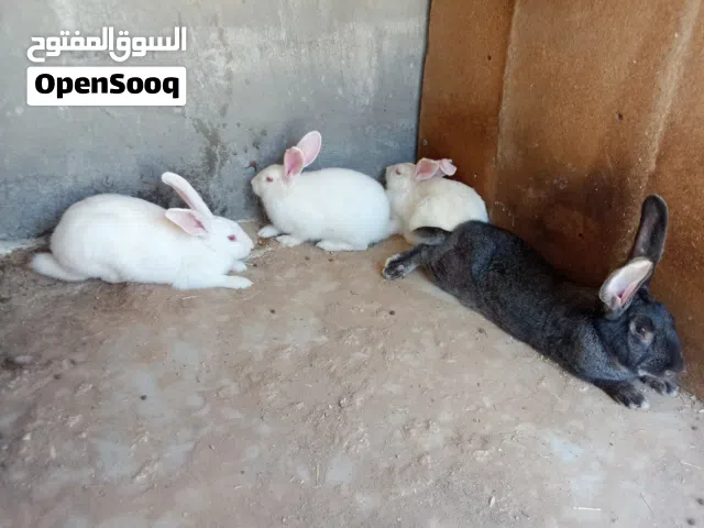 كوم ارانب ذكر بندوق واناثي فرنسي