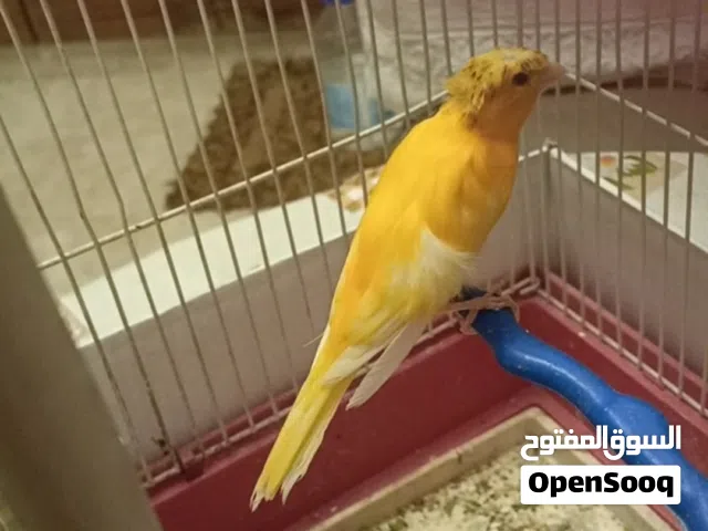 انثى كنار مقمبرة