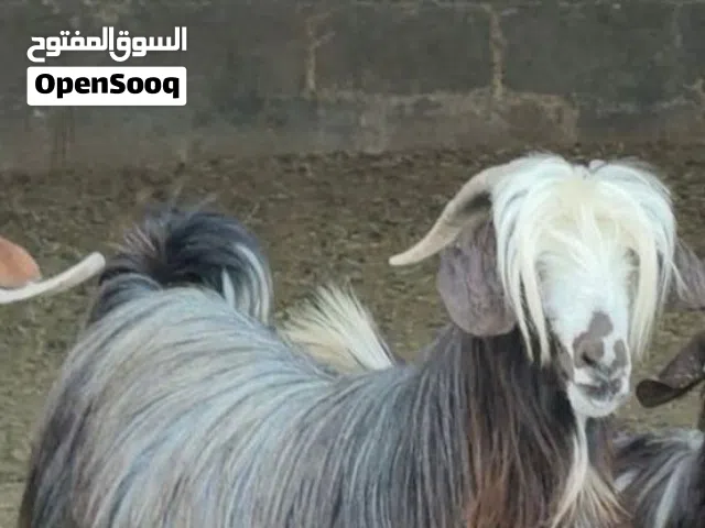 للبيع تيس اضحية مخصاي  فل فل سمنة مقفل على الآخر ما شاء الله