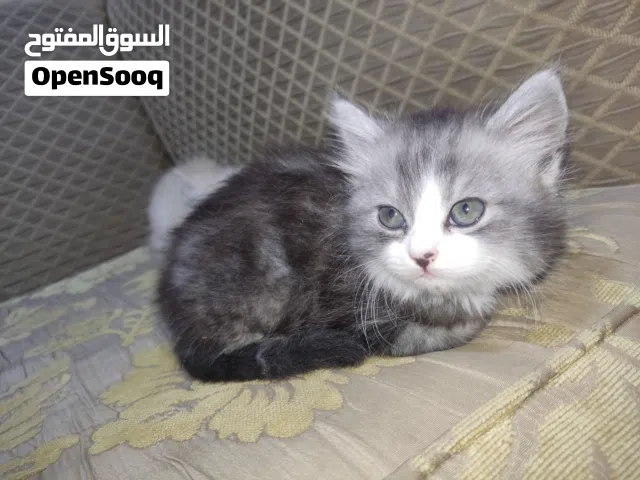 30,000 دينار