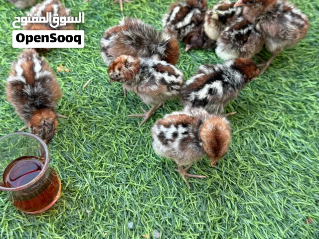 الفيومي المصري الأصيل