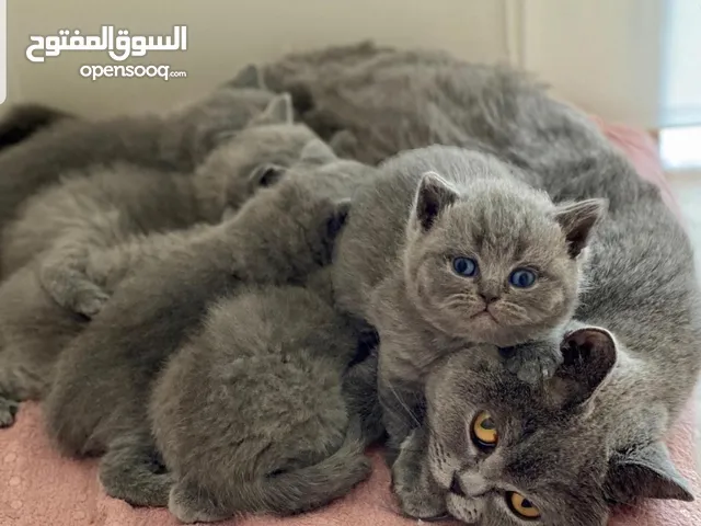 Shorthair british kittens