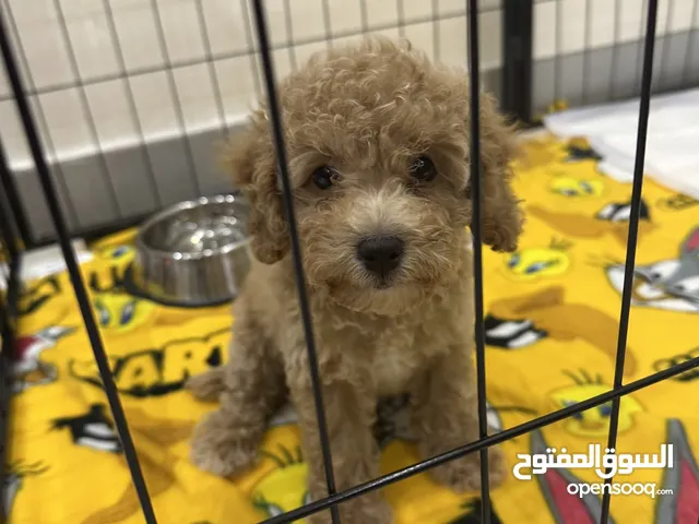 Toy poodle 2 months old