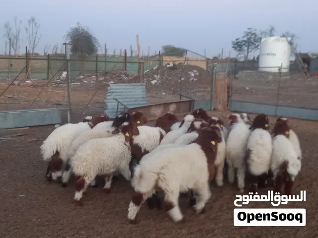 اليبع زباح مهلي زباح خصوصي زباح جيدي