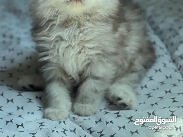 قطه شانشيلا