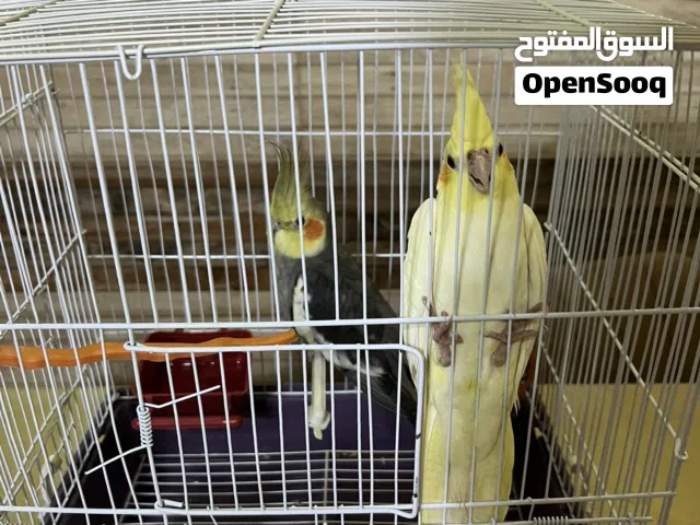 السلام عليكم ورحمة الله وبركاته