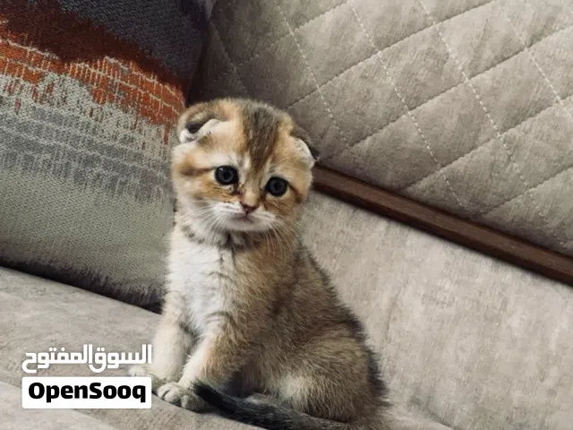 قطط سكوتش فولد و سكوتش ستريت جولد للبيع العمر شهرين