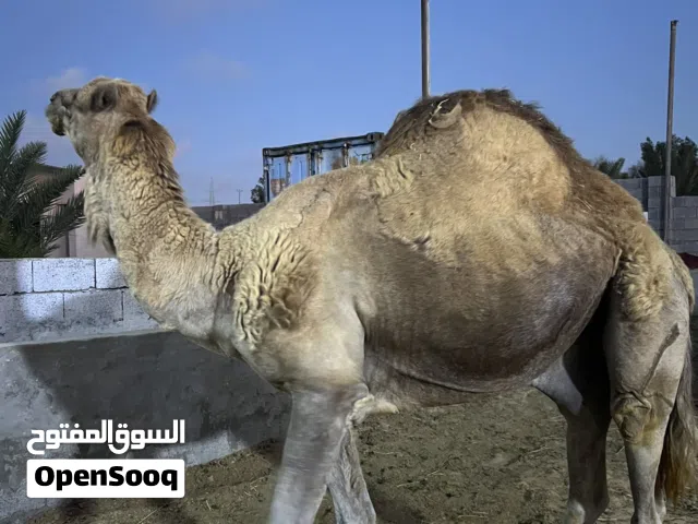 الله ايبارك جمل اضحيه ميزانه من 300 او طالع ليه سنه يكلف المكان تاجوراء