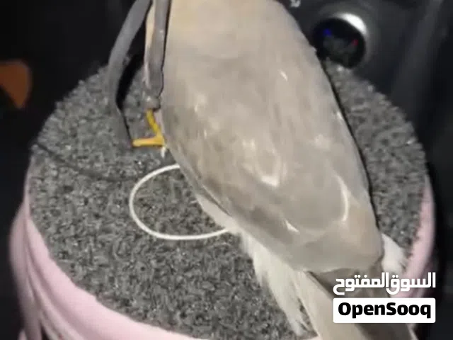 للبيع طير الباز