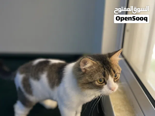قط شيرازي أليف للبيع