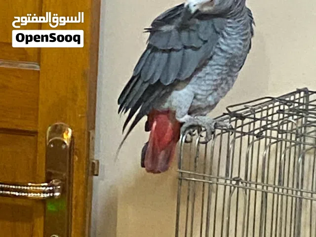 للبيع كاسكو افريقي