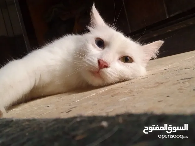 قطه للتبني بنت