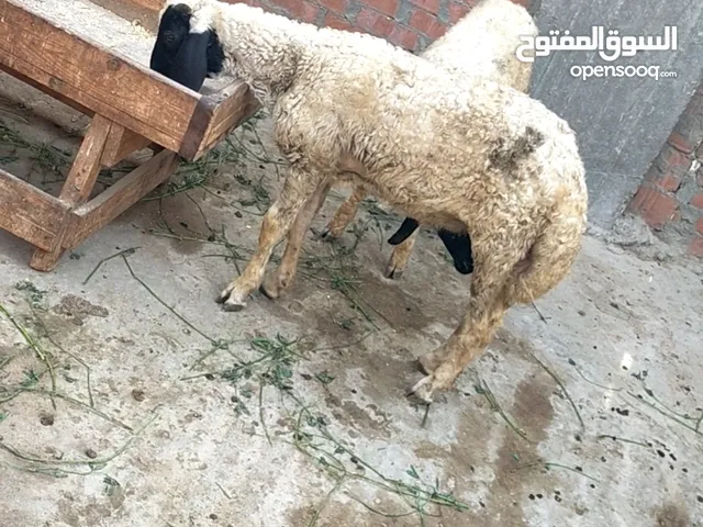 بسم الله الرحمن الرحيم الخميس15/5/2025 متاح حته واحده خروف أوسيمي للقنيه خروف بياكل كل حاجه من الع