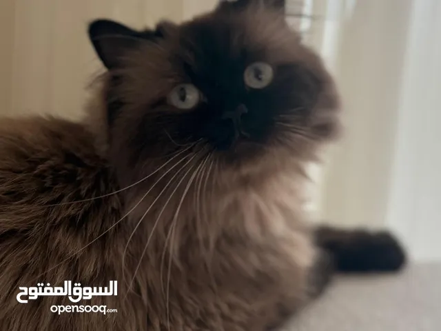 للبيع — قطة هملايا (أنثى)