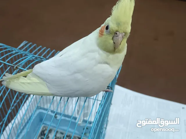 كوكتيل اليف اليف