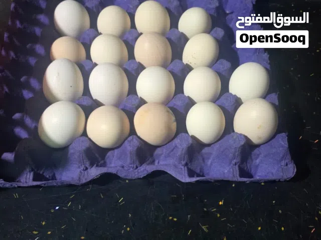 بيض أبو ركيبه وهندي مضمون 100%100