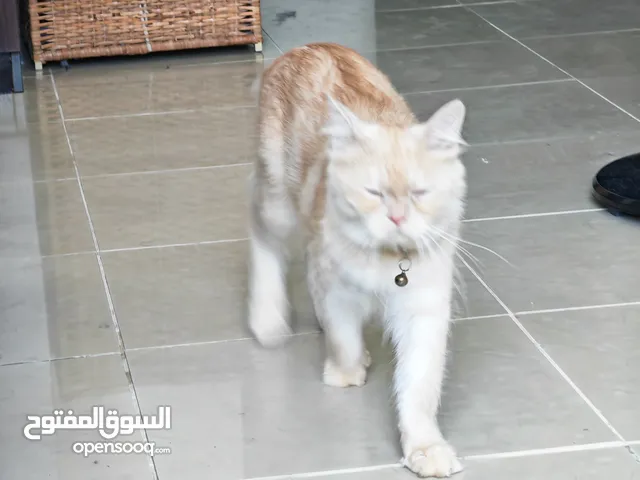 3 cats for free adoption