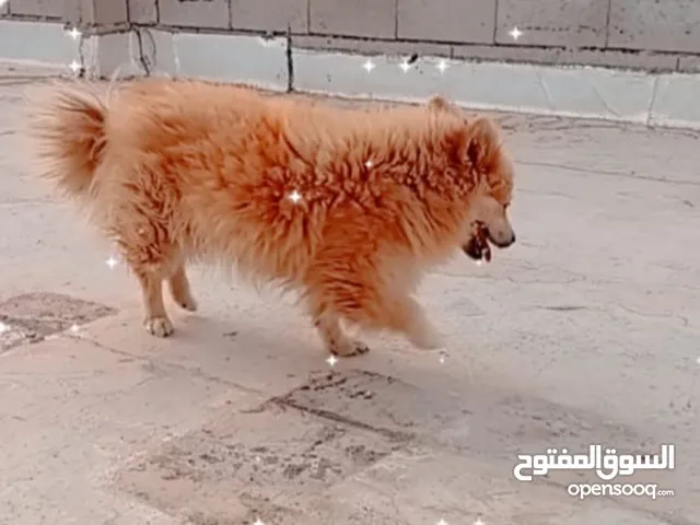 كلب نوع بوو انثى العمر سنه اليفه سبب البيع السفر