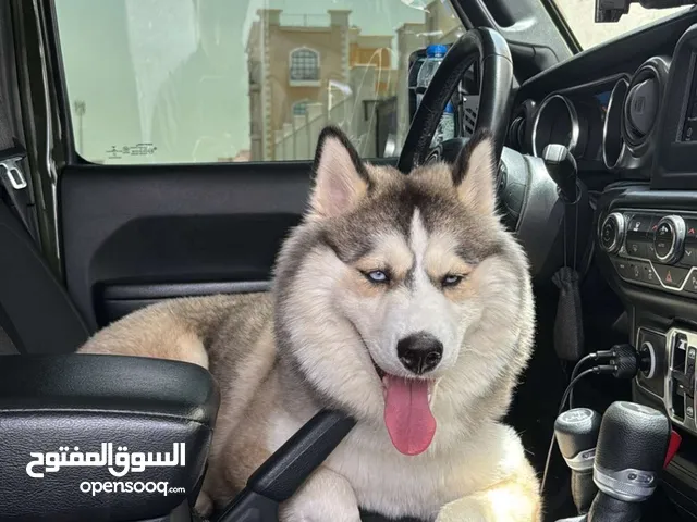 هاسكي مع كافة ملحقاتهم
