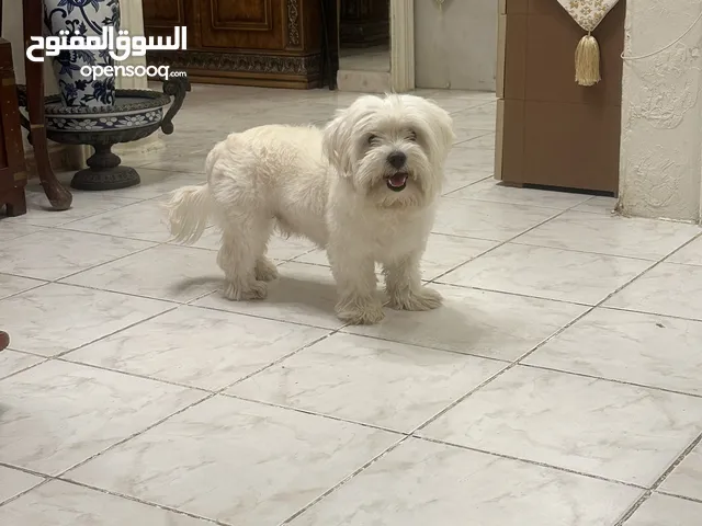 للبيع – كلب مالتيز ذكر – 8 أشهر – الرياض For Sale – Male Maltese Dog – 8 Months – Riyadh