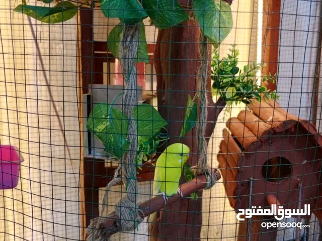 السلام عليكم قفص للبيع