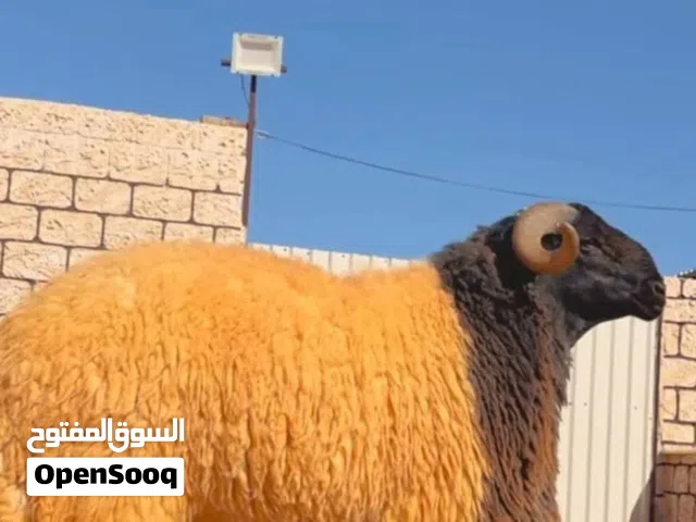 السلام عليكم يوجد لدينا دبح وسلخ وتقطيع اضاحي العيد  يوجد دفع كاش او بطاقه  المكان غوط الشعال شارع10