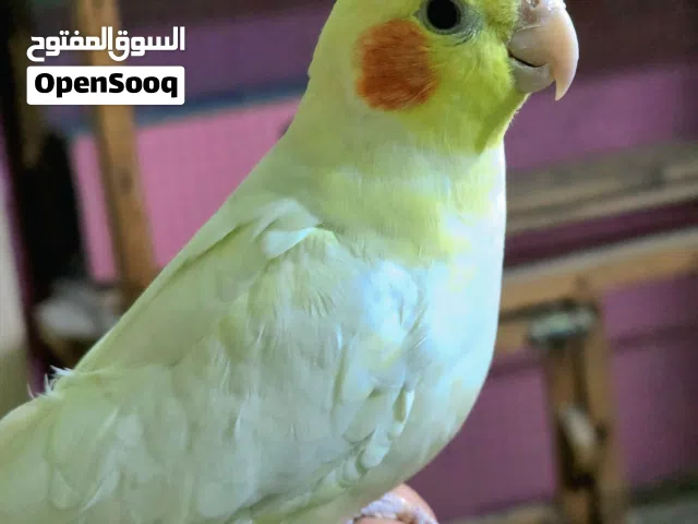 كوكتيل عد 2اليفات عنوان زبير