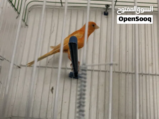 طيره حمره جاهزه