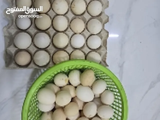 بيض عماني صالح الي تفقيس و الاكل
