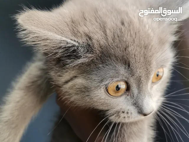 قط سكوتش ستريت صغير للبيع