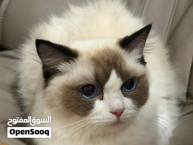 قطة راغدول اصلية بصحة ممتازة