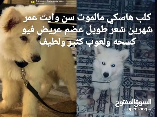 كلب ساموايد يبلغ من العمر شهرين احسن مواصفات لعوب الكلب ومرح و اليف