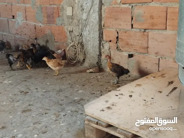 دجاج فيومي وعربي وجيان