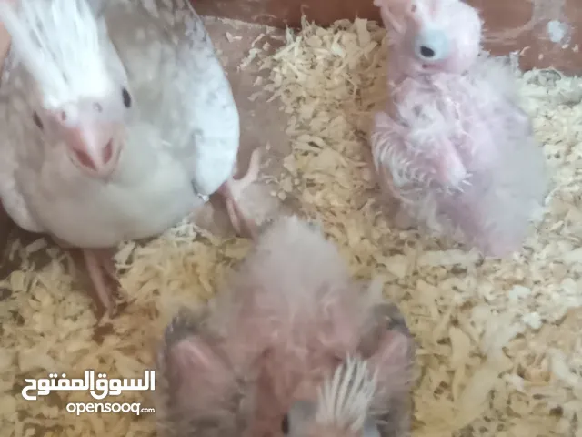 فروخ كوكتيل الحبه 10دينار والجميع 25 دينار