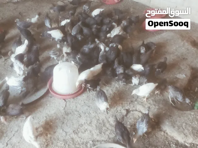 بسم الله ماشاء الله 150 صوص عمر شهر وشوي صحه ونضافه تبارك الرحمن مطلوب بلكوم كامل على 1.15 الله يطرح