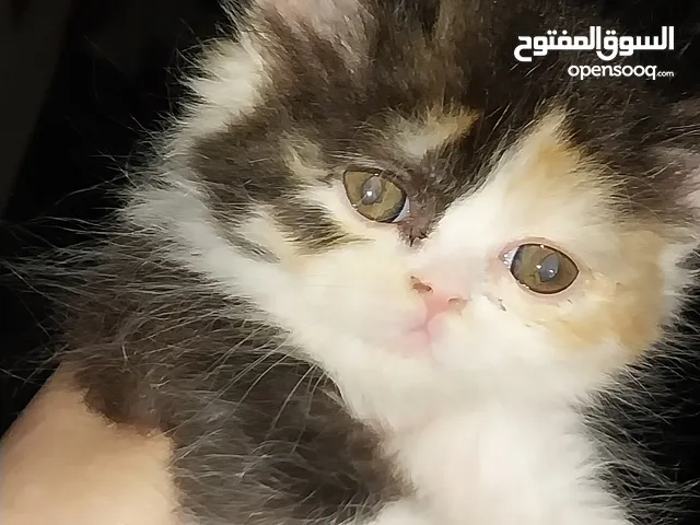 قطط بيرشن هاف بيكى بيور
