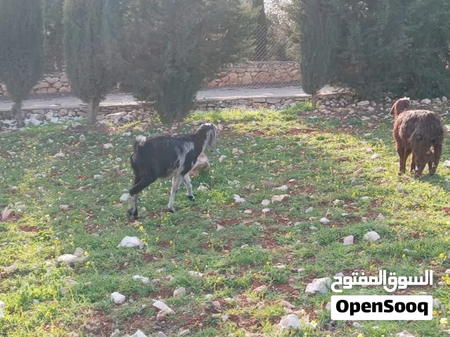 غنم عنزتين للبيع