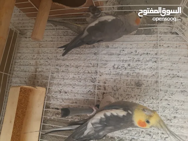كوابيه للبيع