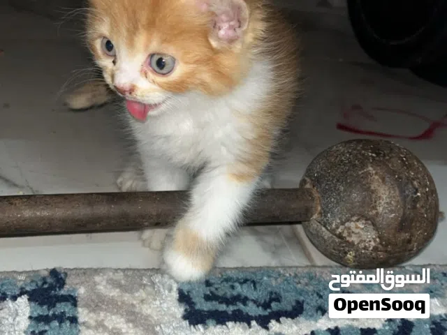 قطه عمرها 50 يوم للبيع سعرها 1300