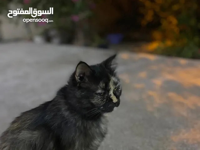 قط تورتشيل انثى مضرب بشيرازي للتبني