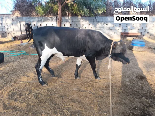 ثيران مطعومه طعام الدار