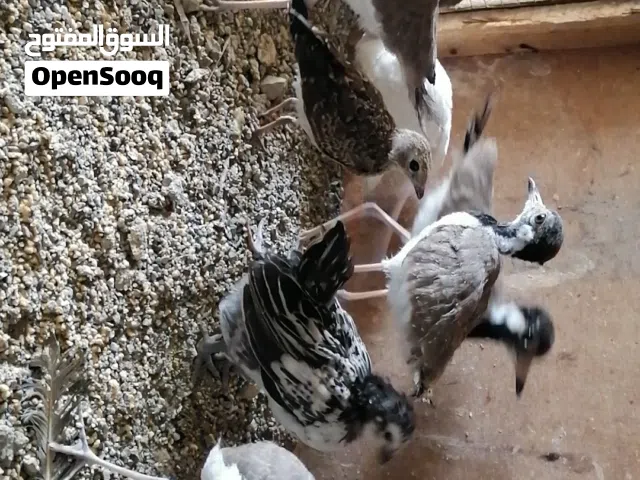 مجموعه طيور